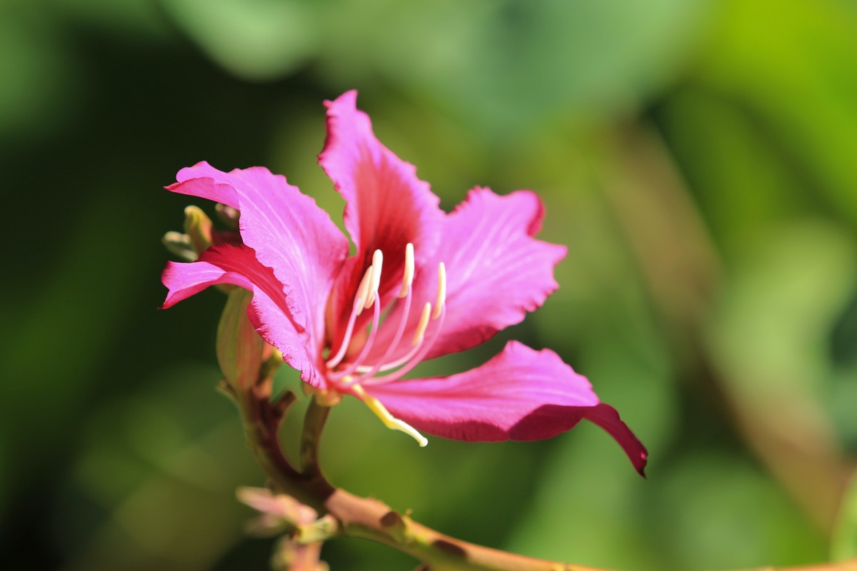 拍摄花卉一（406）