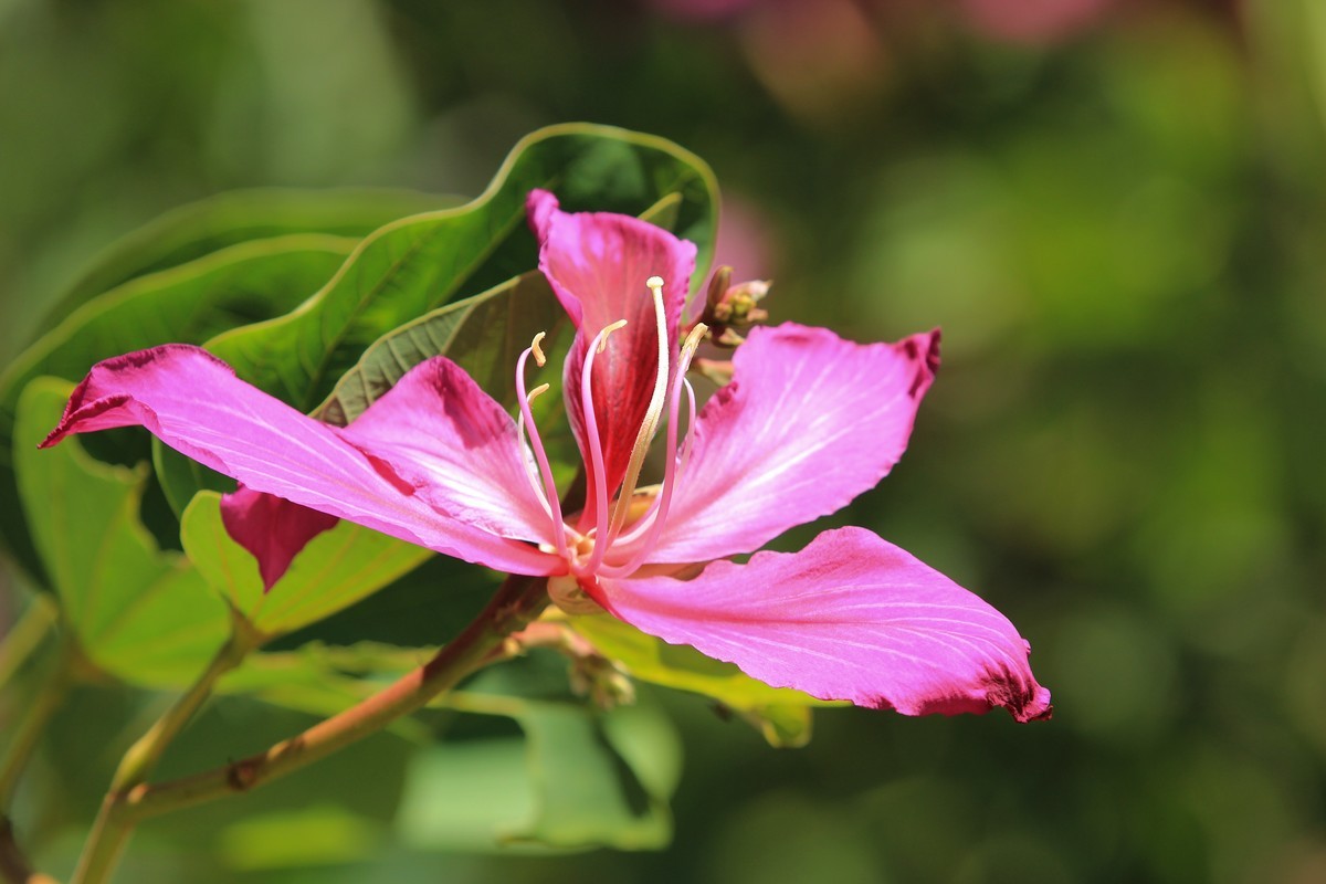 拍摄花卉一（406）