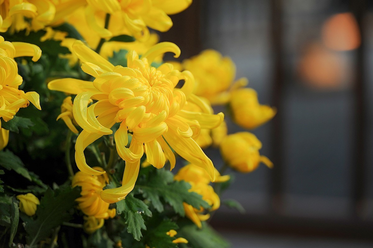 重新调整光影的菊花