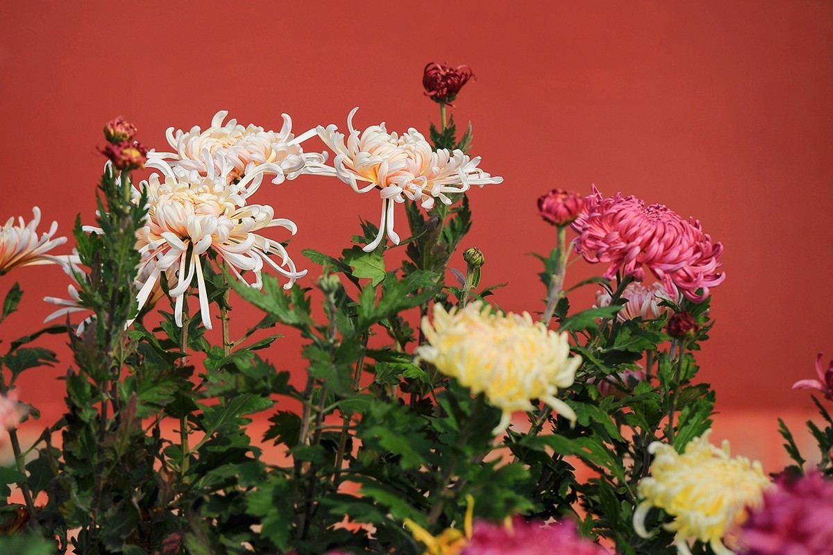 重新调整光影的菊花