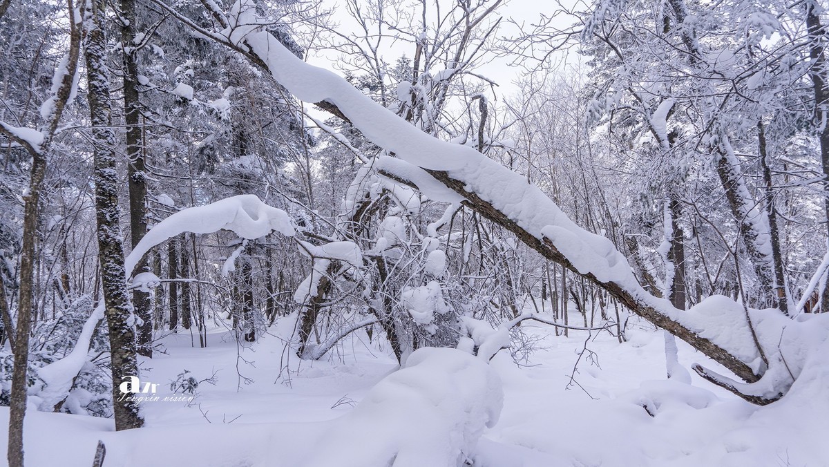 老克里湖林海雪原（31）