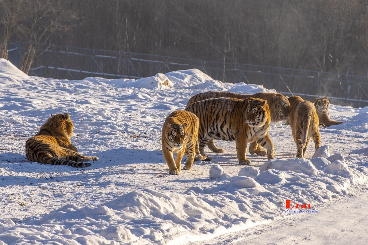 东北虎林园（45）