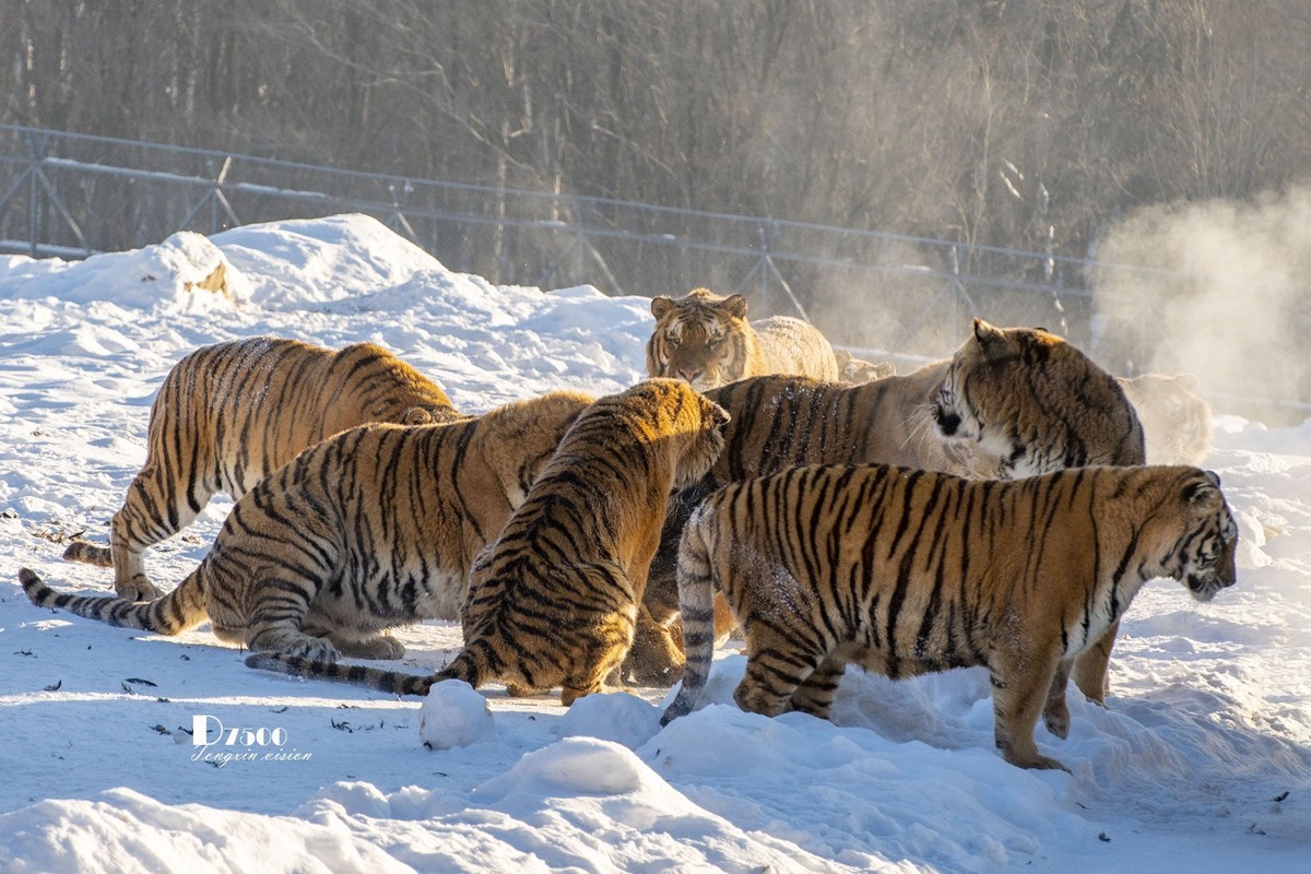 东北虎林园（45）