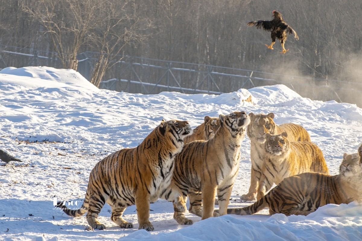 东北虎林园（45）