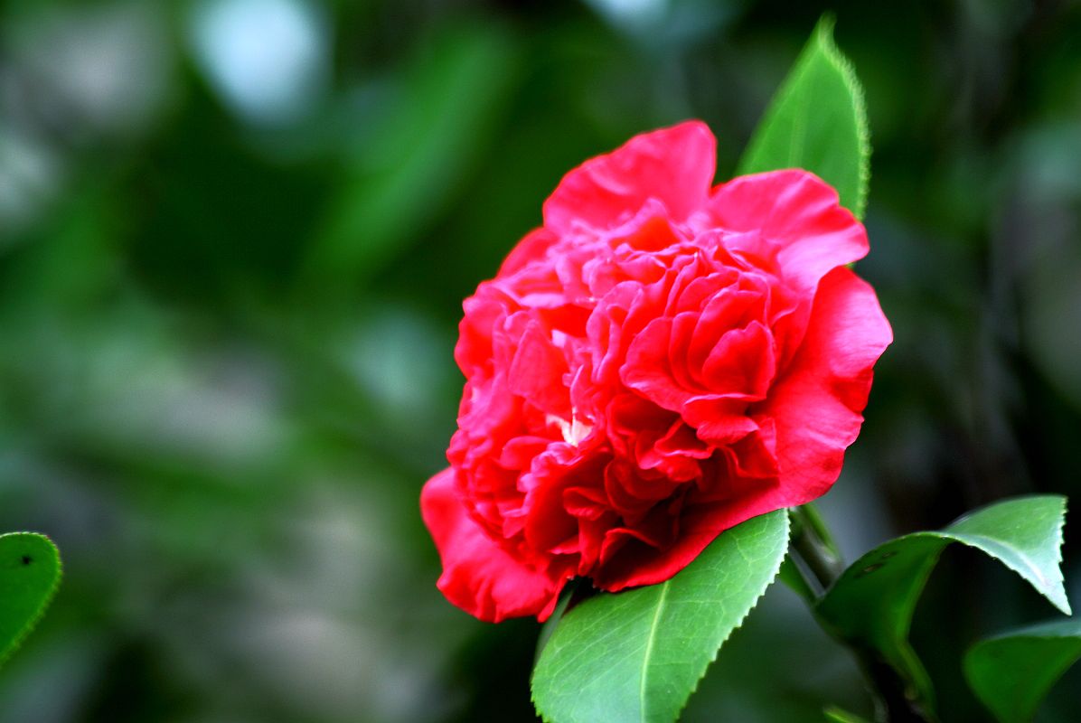 春天里百花香（一）