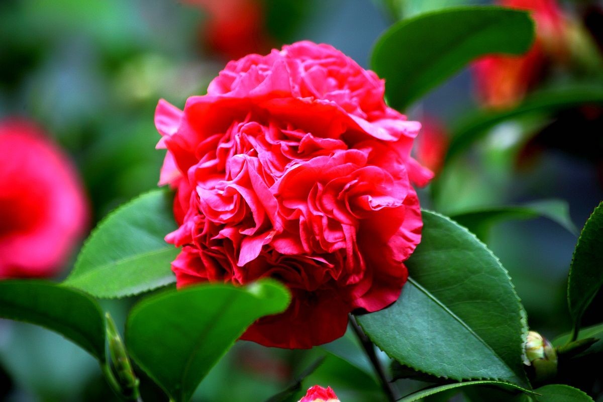 春天里百花香（一）