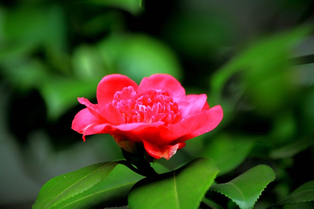 春天里百花香（一）