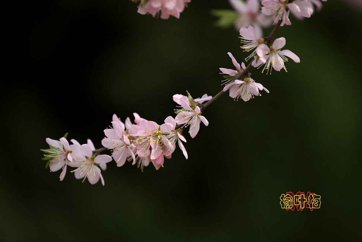 榆叶梅 3【2023-0252】