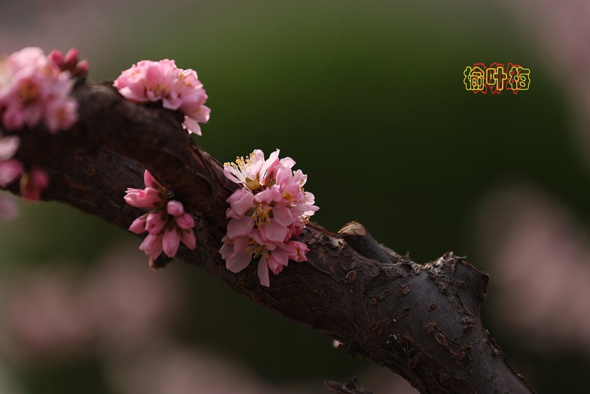 榆叶梅 3【2023-0252】
