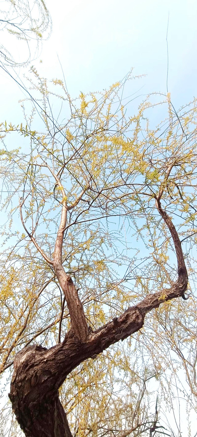 鲁北平原的春天