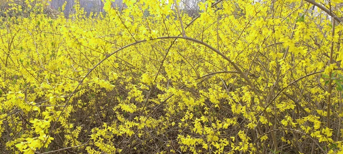 鲁北平原的春天