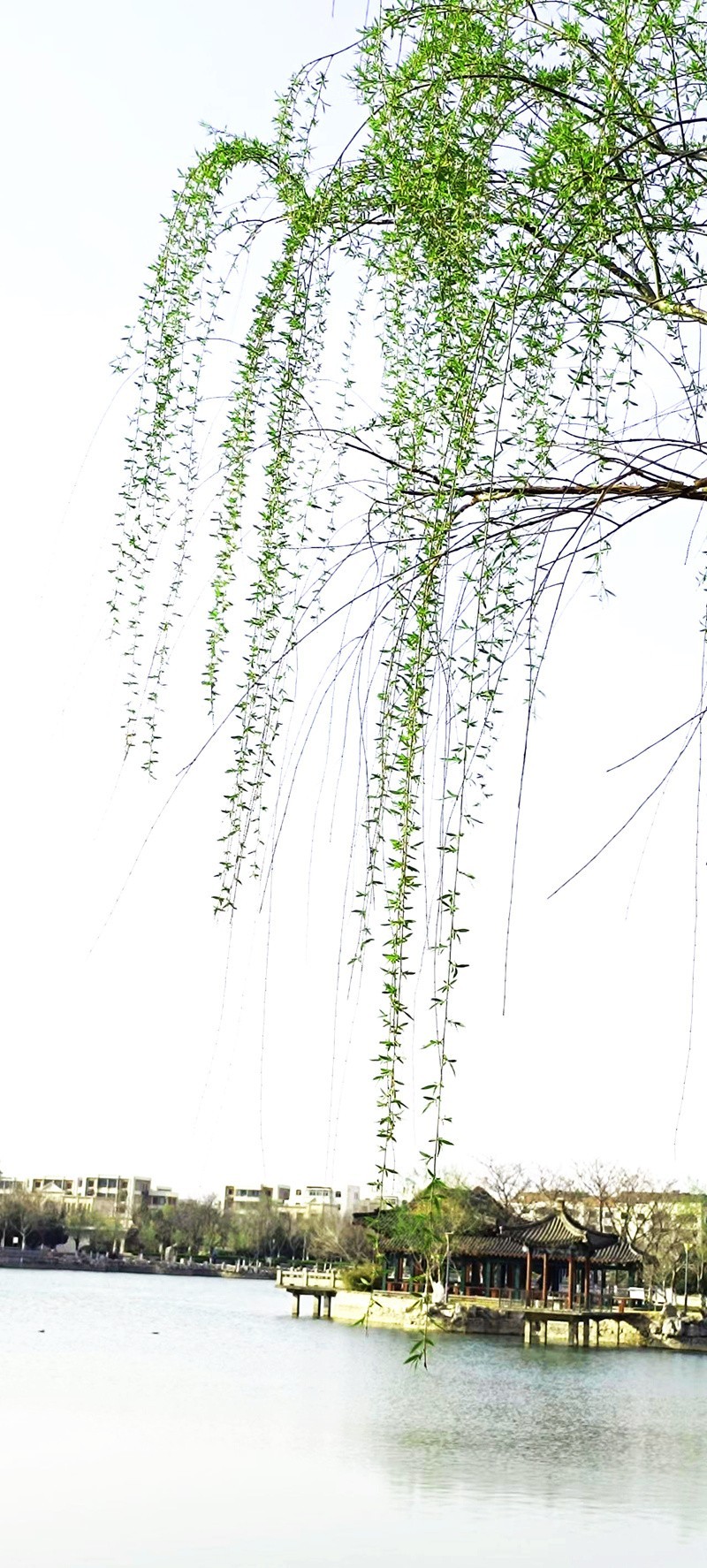 鲁北平原的春天