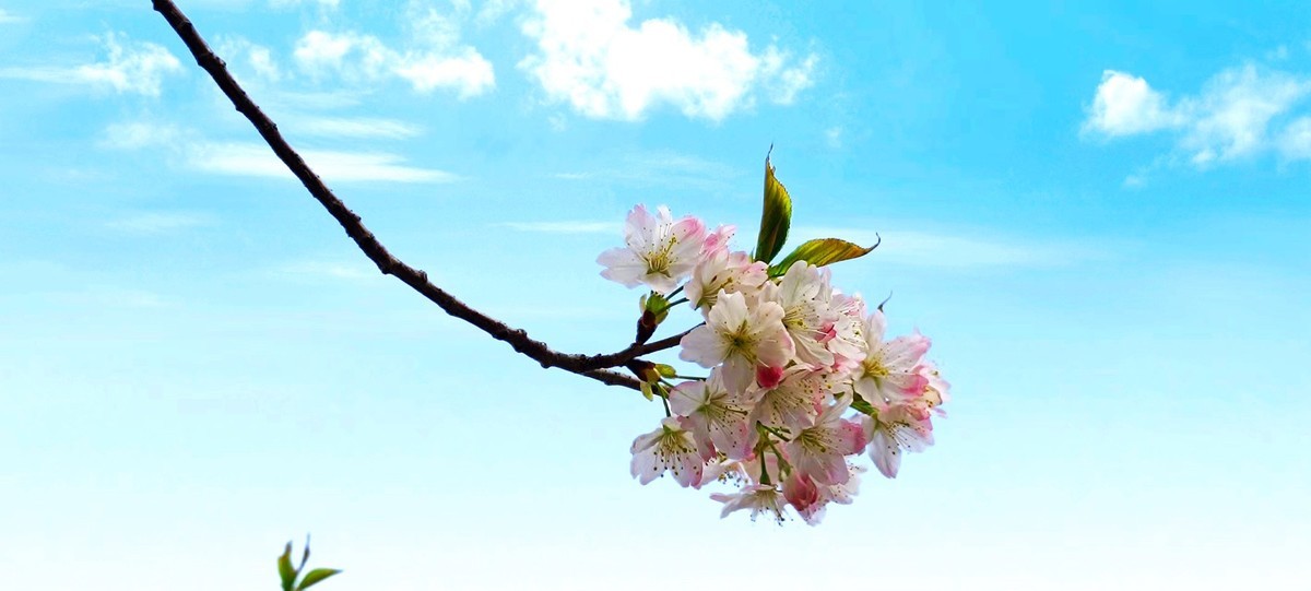 鲁北平原的春天