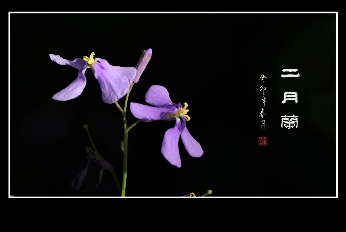 漂亮的小野花二月兰