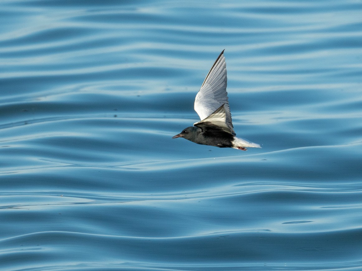 飞吧，白翅浮鸥