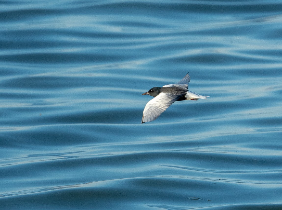 飞吧，白翅浮鸥