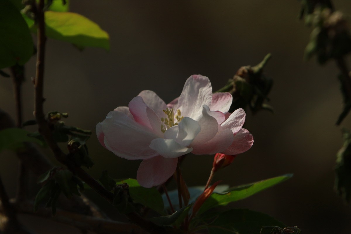 关东百花园（351）——海棠花影