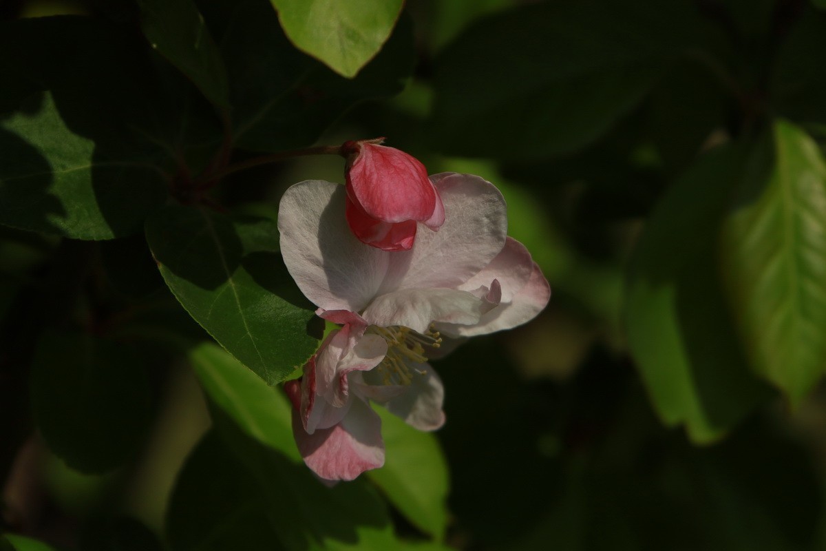 关东百花园（351）——海棠花影