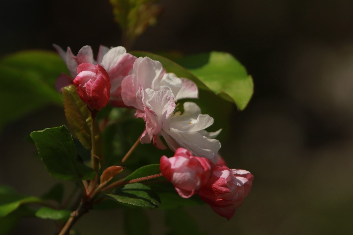关东百花园（351）——海棠花影