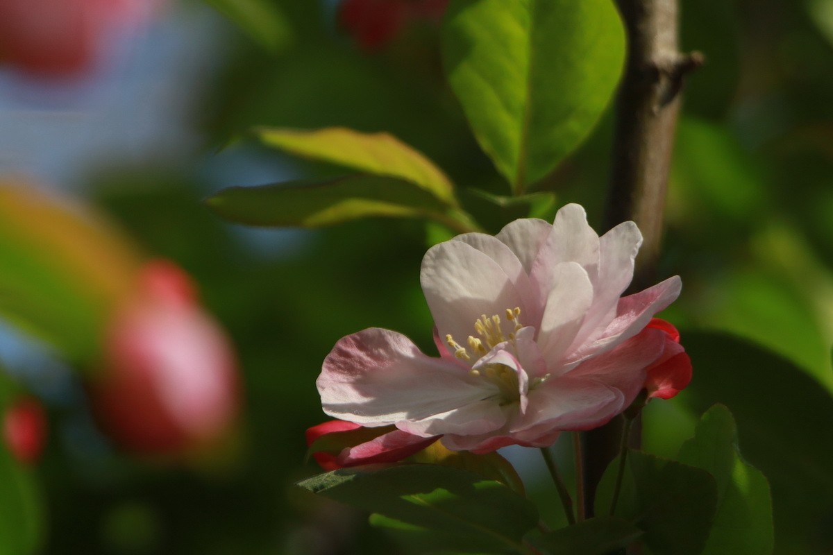 关东百花园（351）——海棠花影