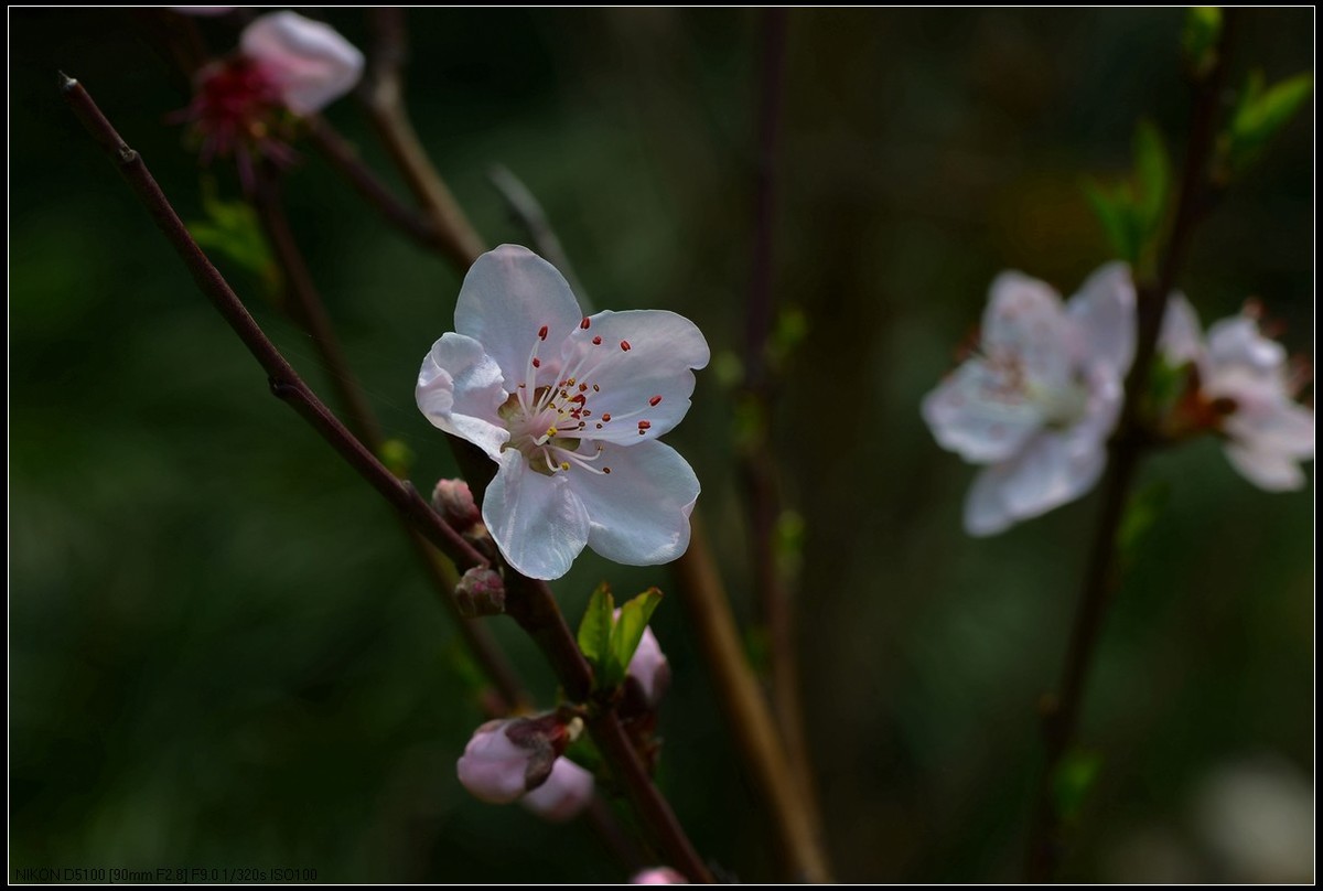 桃花