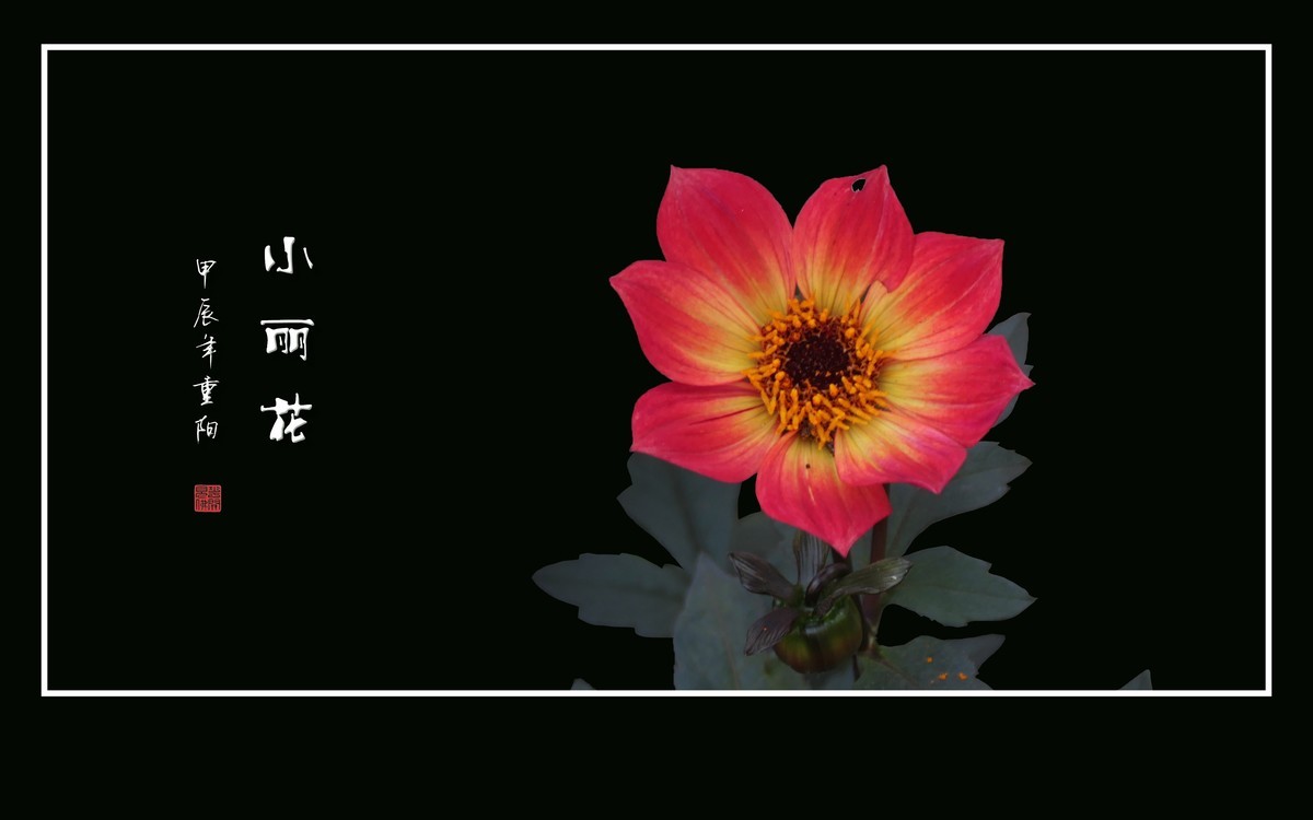 洒脱漂亮的小丽花