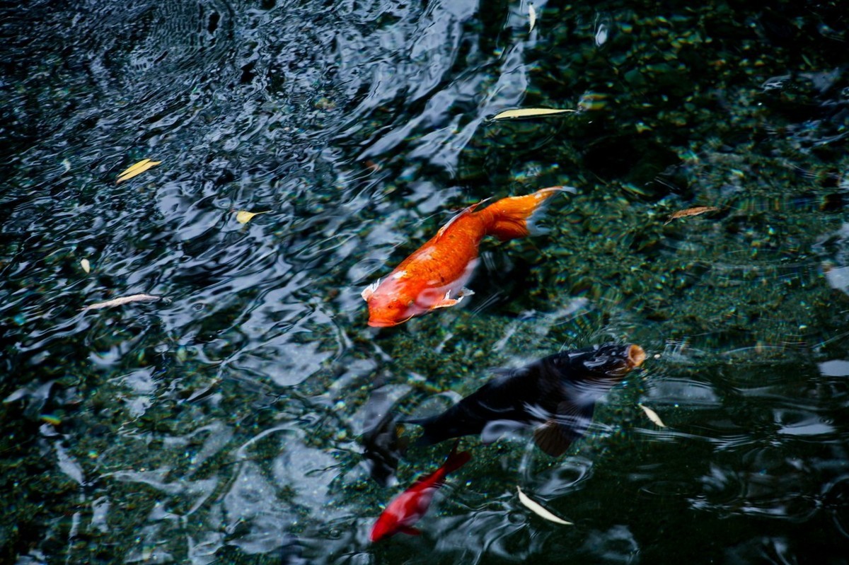 晚秋——趵突泉随拍 （二）