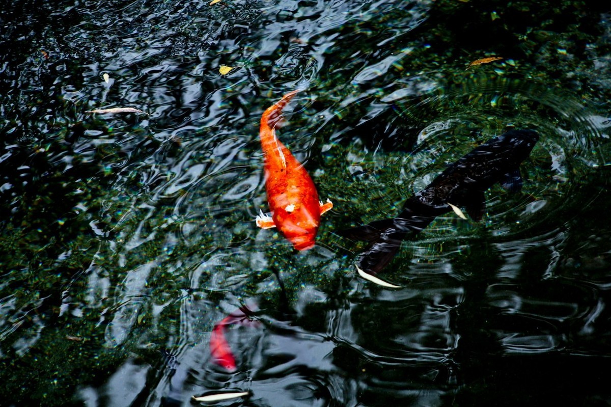 晚秋——趵突泉随拍 （二）