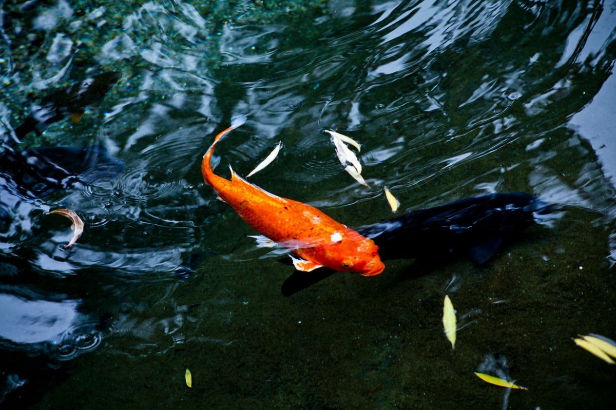 晚秋——趵突泉随拍 （二）