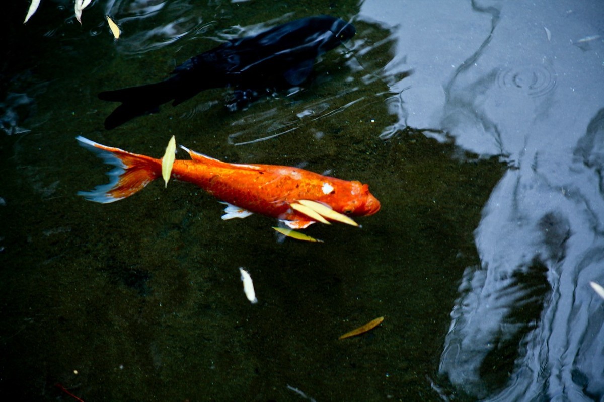 晚秋——趵突泉随拍 （二）