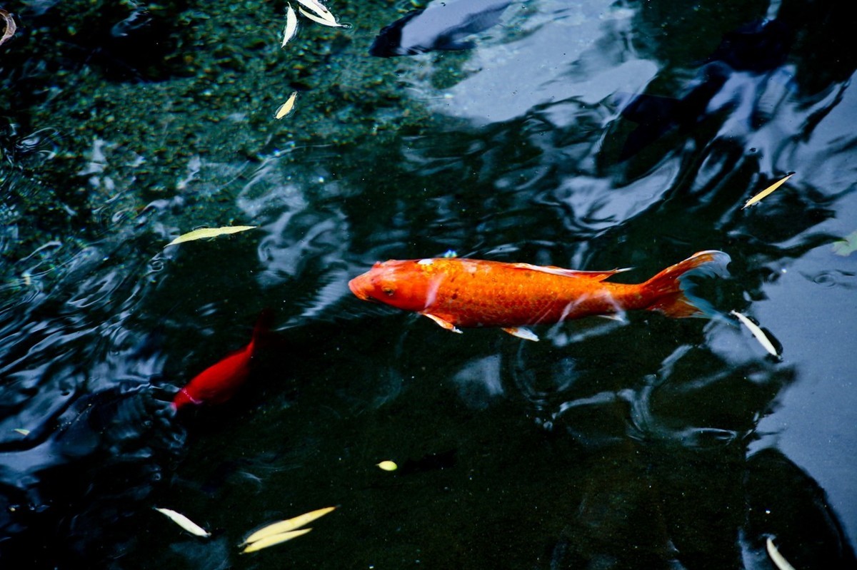 晚秋——趵突泉随拍 （二）