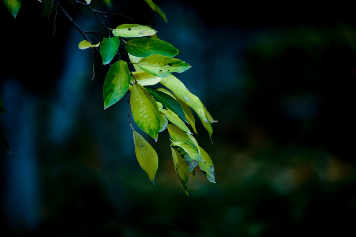 晚秋——趵突泉随拍 （二）