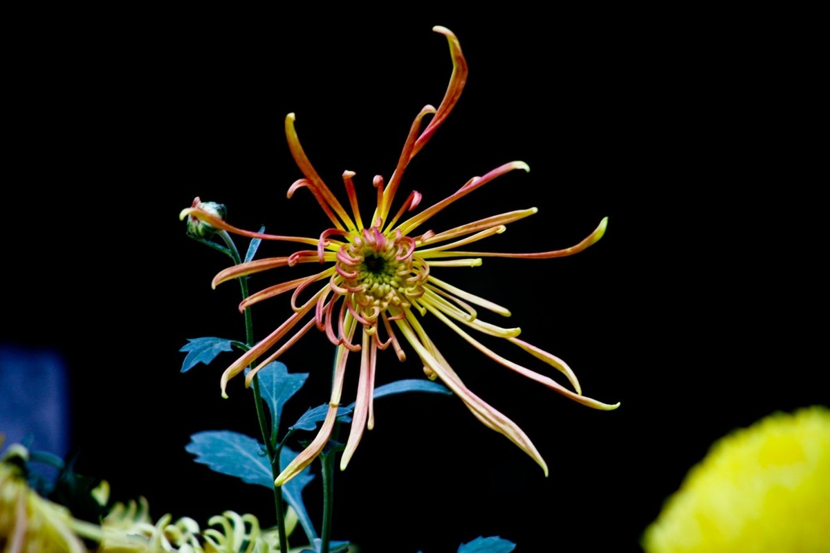 晚秋——趵突泉随拍 （二）