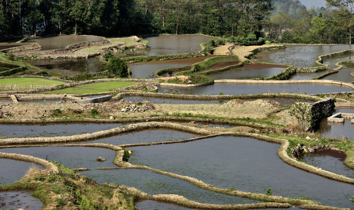 元阳梯田【2】