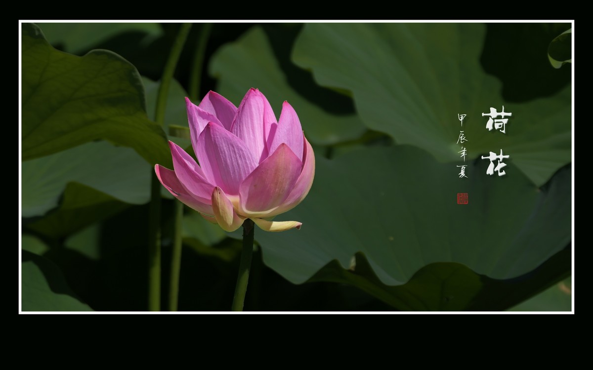 圣洁和美的荷花