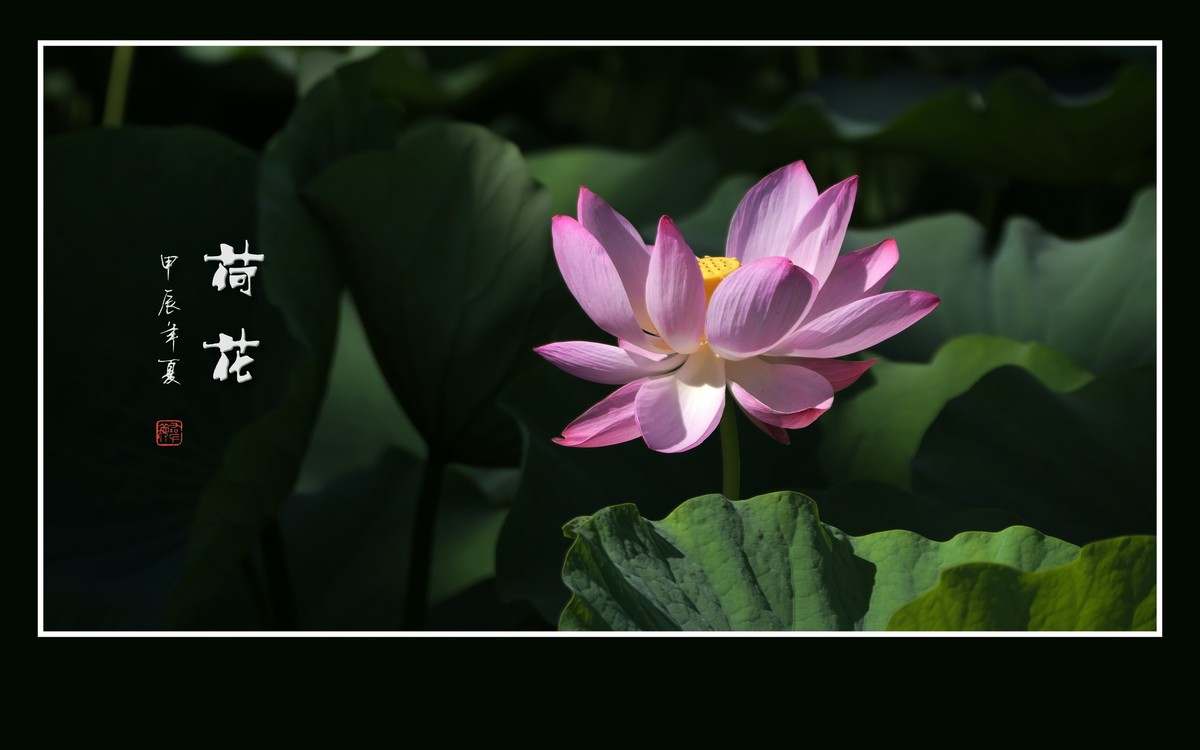 圣洁和美的荷花