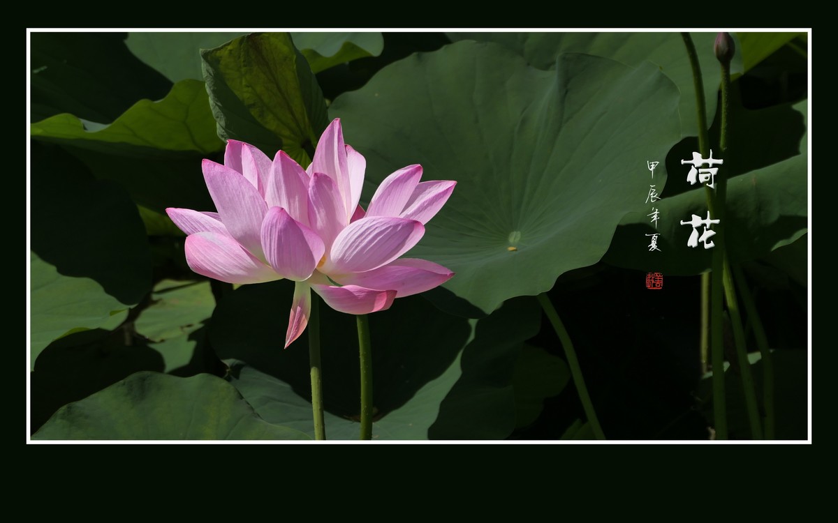 圣洁和美的荷花