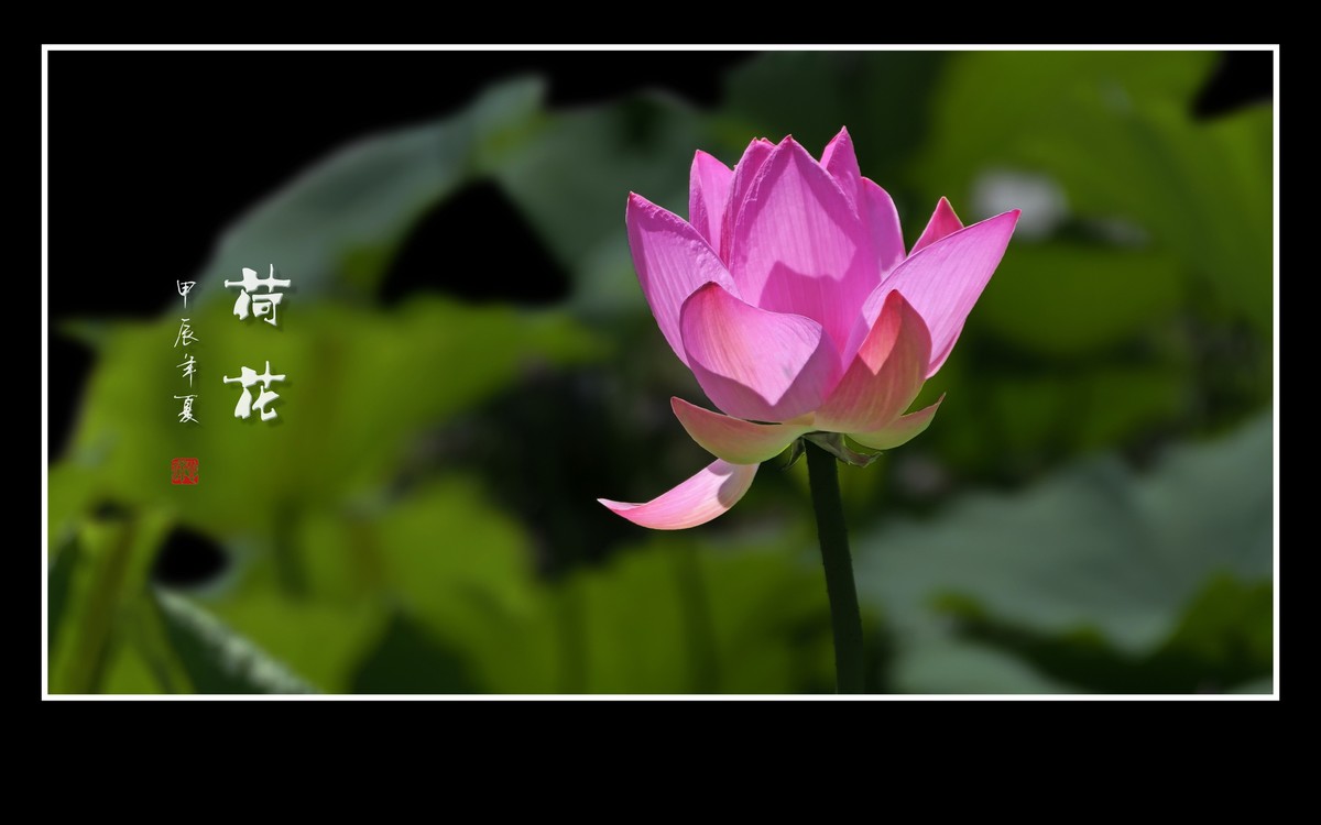 圣洁和美的荷花