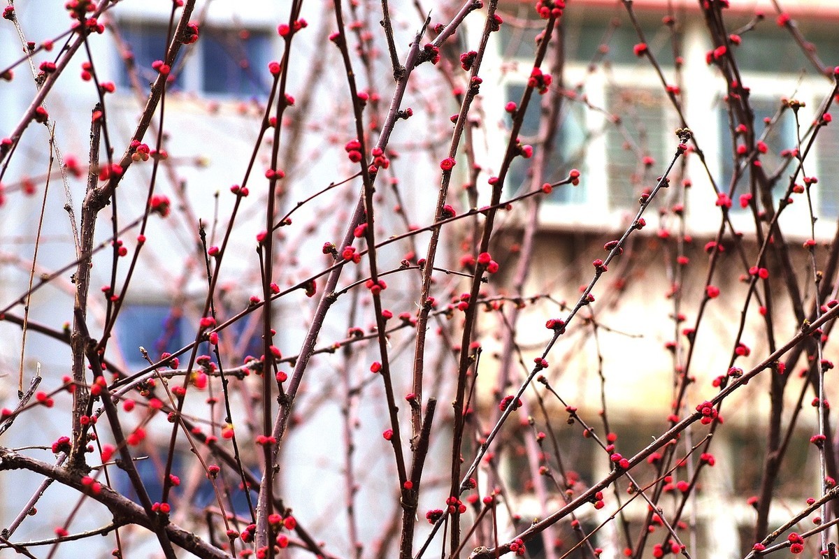 2025花儿报春……