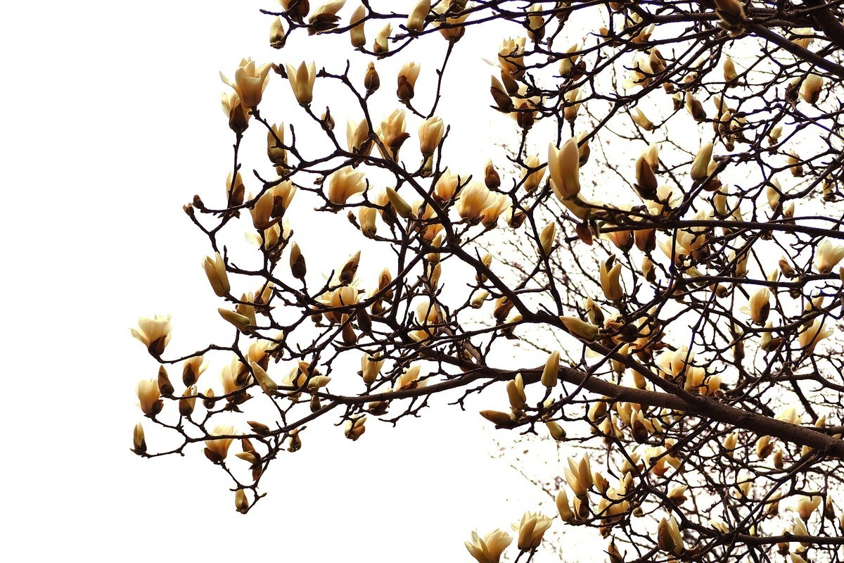 2025花儿报春……