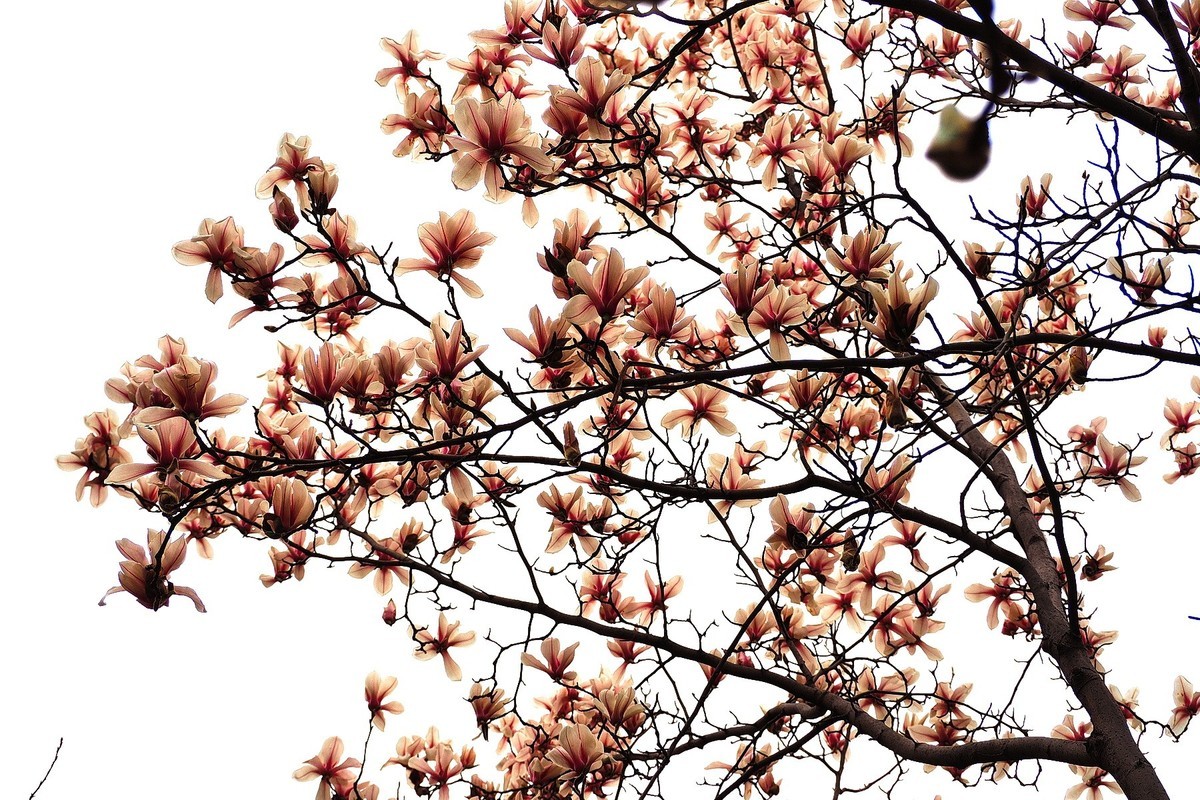 2025花儿报春……