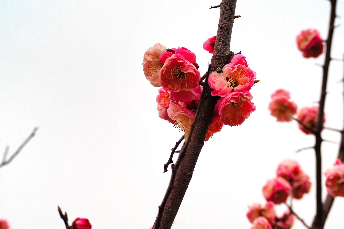 2025花儿报春……