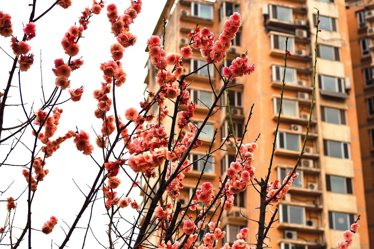 2025花儿报春……