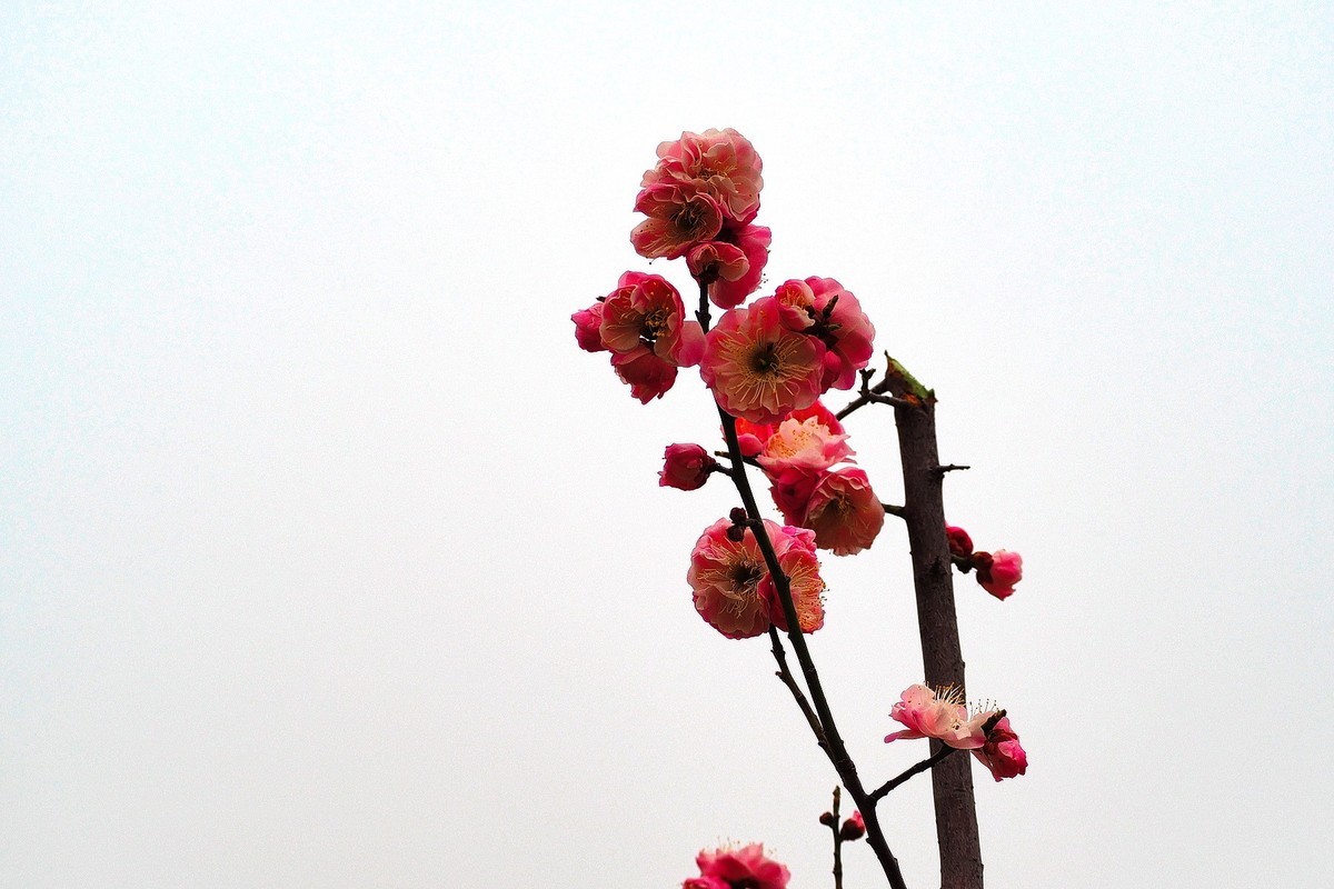 2025花儿报春……