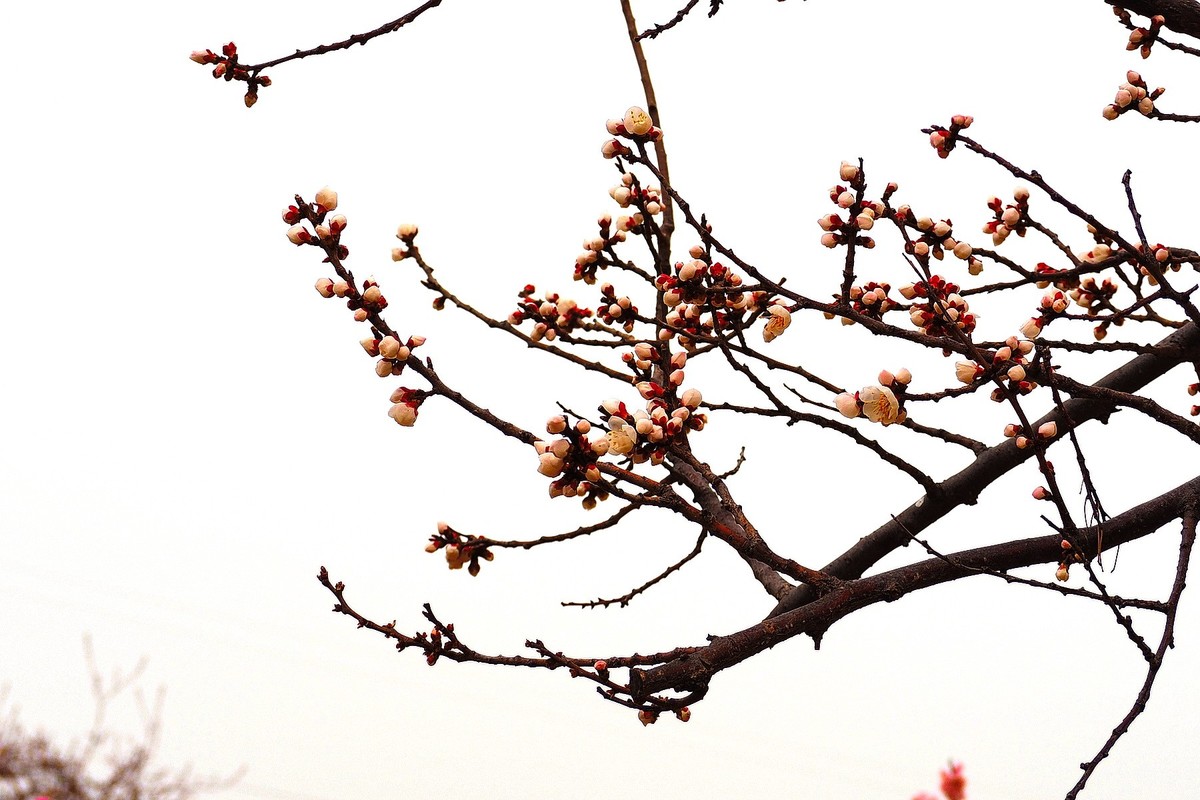 2025花儿报春……