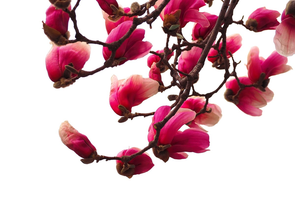 2025花儿报春……