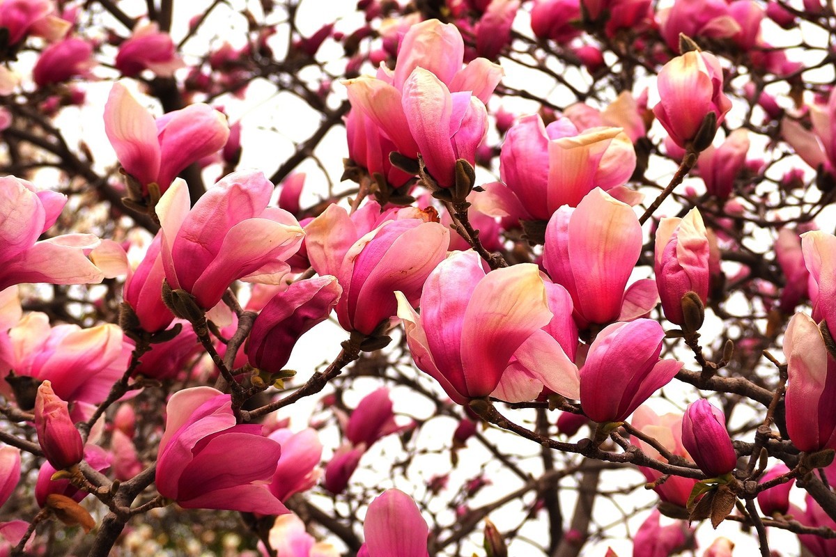 2025花儿报春……