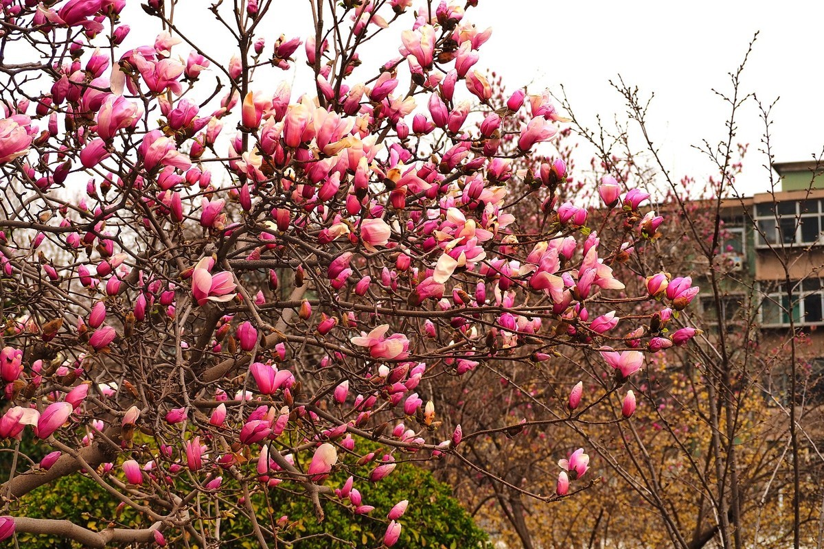 2025花儿报春……