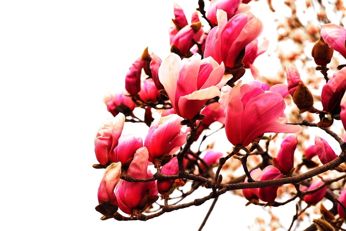 2025花儿报春……