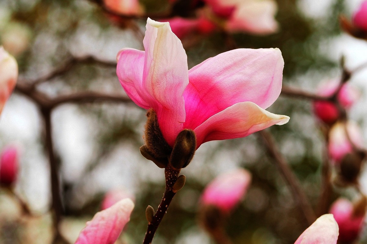 2025花儿报春……